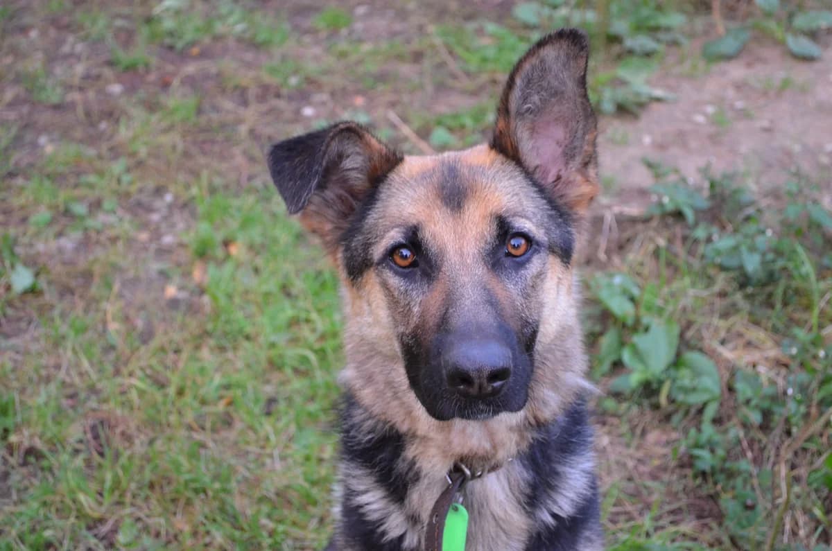 F, Mixed Breed (TUTTI palīdzība dzīvniekiem)