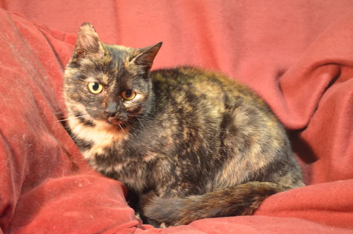Pepito,  Mixed Breed for adoption at TUTTI palīdzība dzīvniekiem