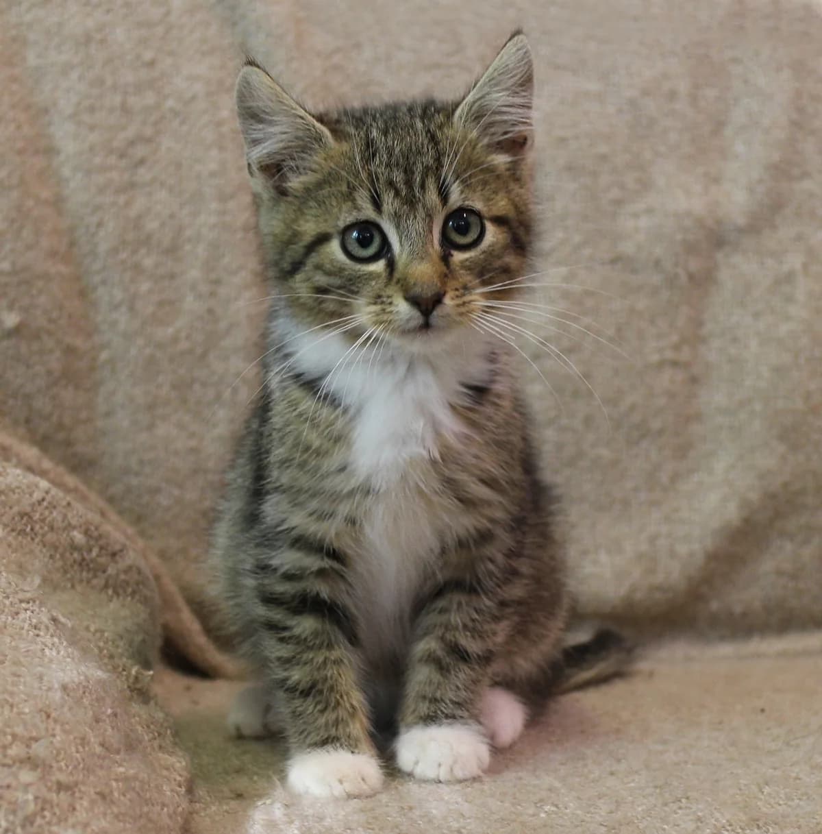 Pepito, Mixed Breed (TUTTI palīdzība dzīvniekiem)