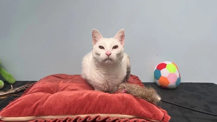 Belka, white with black female mixed breed for adoption at Otra Maja, Riga