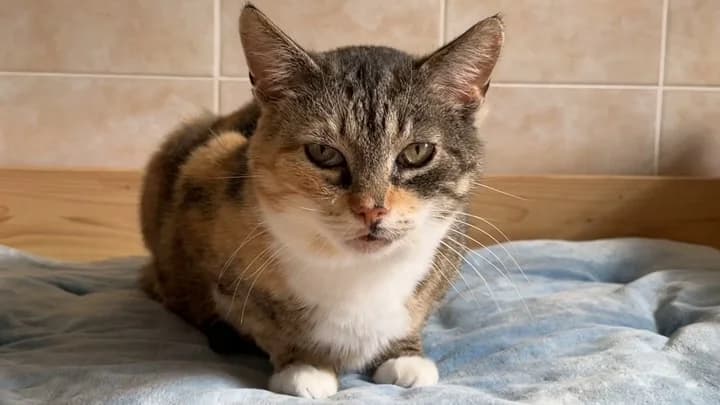 Asja, tricolour female mixed breed for adoption at Otra Maja, Riga