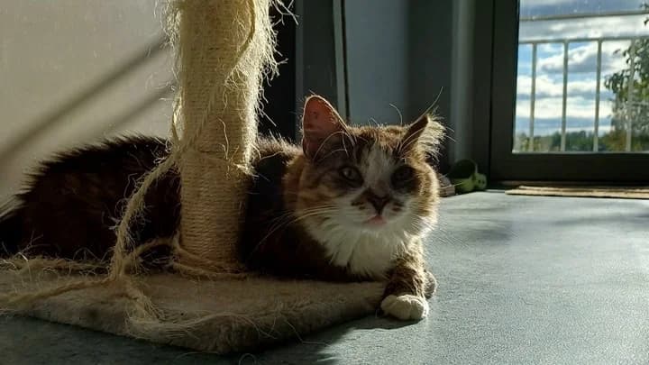 Laima, striped with white female mixed breed for adoption at Otra Maja, Riga