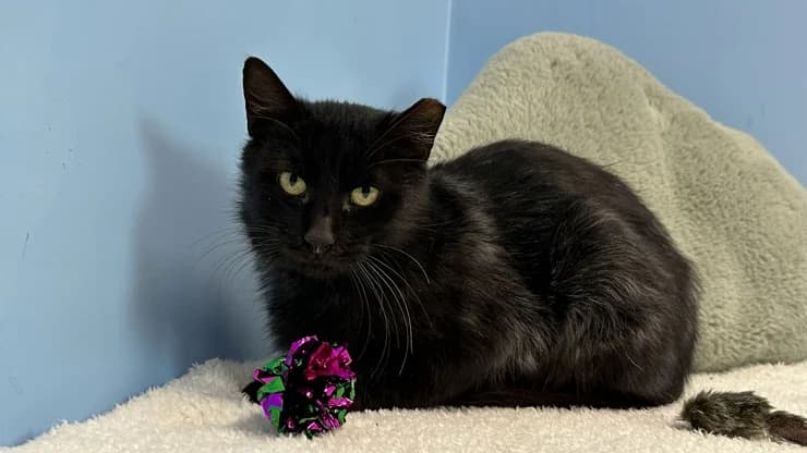 Sigma, black female 6yo mixed breed for adoption at Otra Maja, Riga