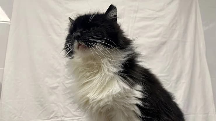 Dika, black with white female senior mixed breed for adoption at Otra Maja, Riga