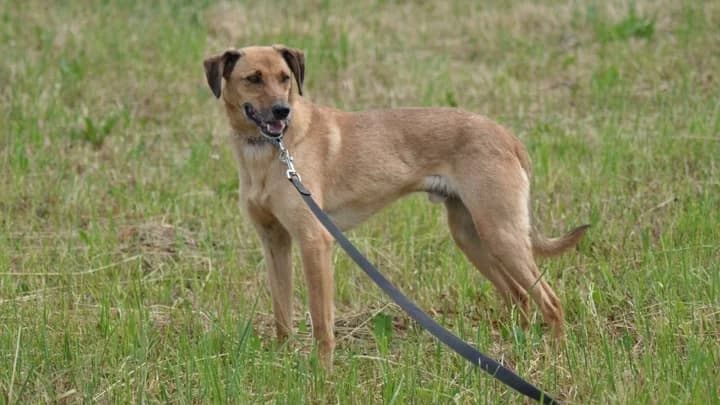 Billi, ginger male senior mixed breed for adoption at Otra Maja, Riga