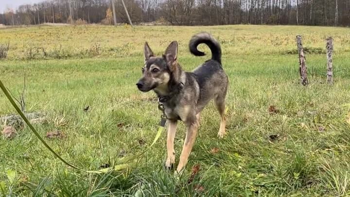 Eva, grey female 6yo mixed breed for adoption at Otra Maja, Riga