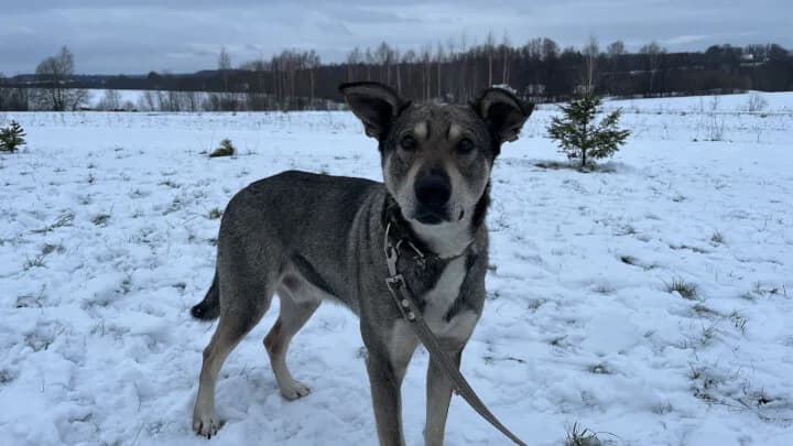 Bas, grey male senior mixed breed for adoption at Otra Maja, Riga