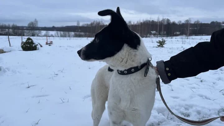 Krasavchik, white with black male 4yo mixed breed for adoption at Otra Maja, Riga