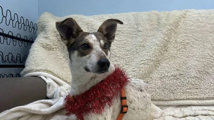 Robin, white with brown male 4yo mixed breed for adoption at Otra Maja, Riga