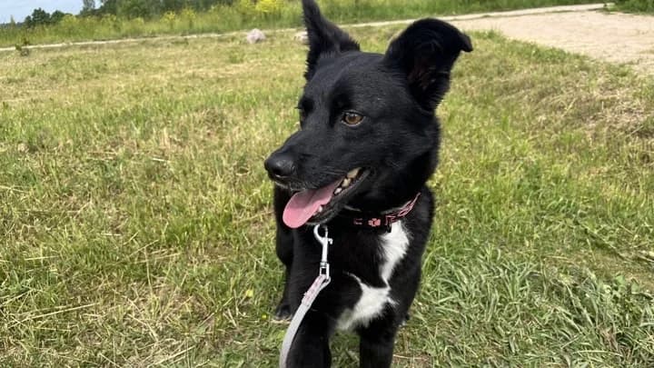 Ralf, black with white male 3yo mixed breed for adoption at Otra Maja, Riga