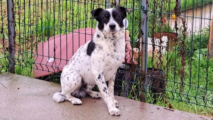 Mark, white with black male 3yo mixed breed for adoption at Otra Maja, Riga