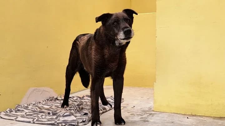 Nemo, black with white male senior mixed breed for adoption at Otra Maja, Riga