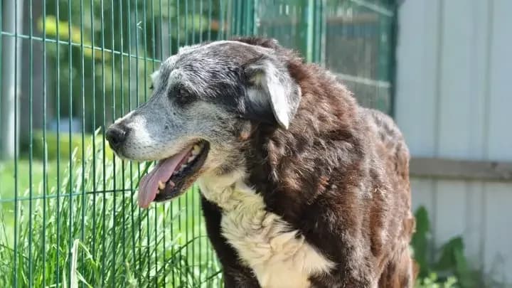 Pluto, black with white male senior mixed breed for adoption at Otra Maja, Riga