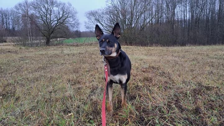 Bobi, black with brown male 4yo mixed breed for adoption at Otra Maja, Riga