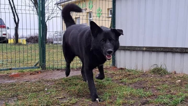 Bumer, black with white male 4yo mixed breed for adoption at Otra Maja, Riga