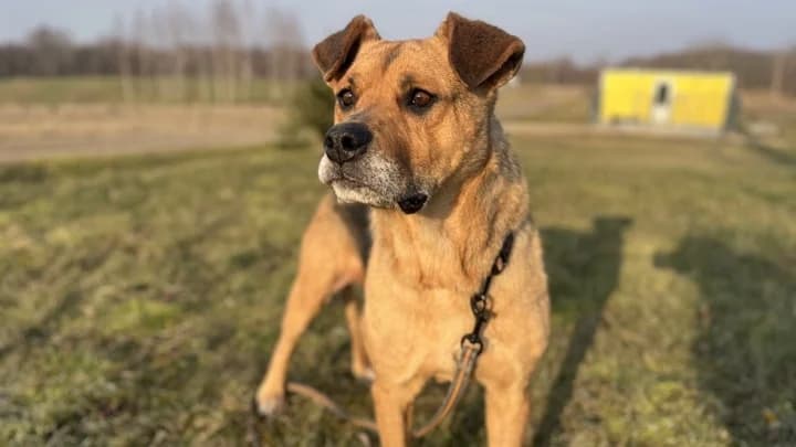 Prina, black with red female senior mixed breed for adoption at Otra Maja, Riga