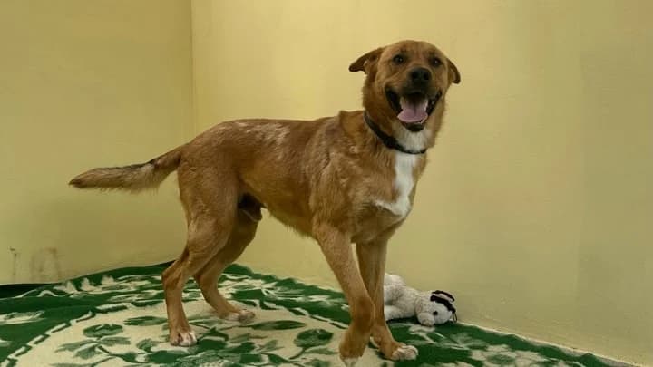 Lord, ginger with white male 4yo mixed breed for adoption at Otra Maja, Riga