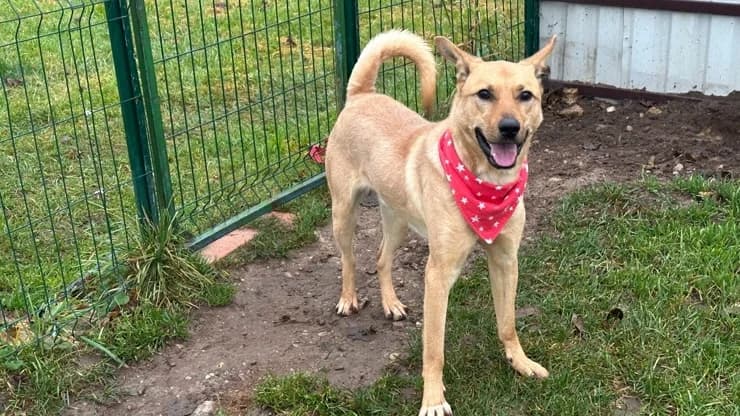 Mukhtar, ginger with white male young mixed breed for adoption at Otra Maja, Riga