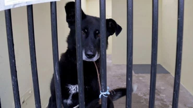 Blek, black with white male 3yo mixed breed for adoption at Otra Maja, Riga