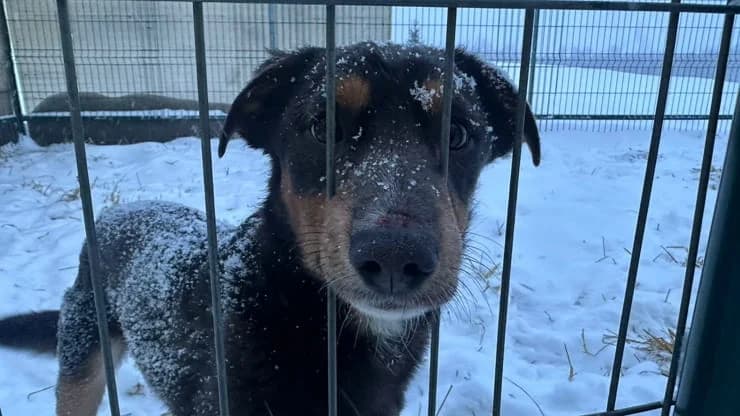 Stella, tricolor female young mixed breed for adoption at Otra Maja, Riga