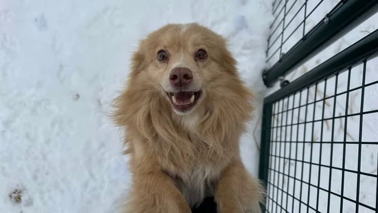 Jerry, brown with white male 6yo mixed breed for adoption at Otra Maja, Riga