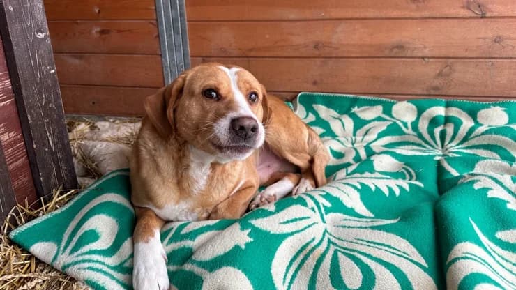 Draugs, brown with white male 6yo mixed breed for adoption at Otra Maja, Riga