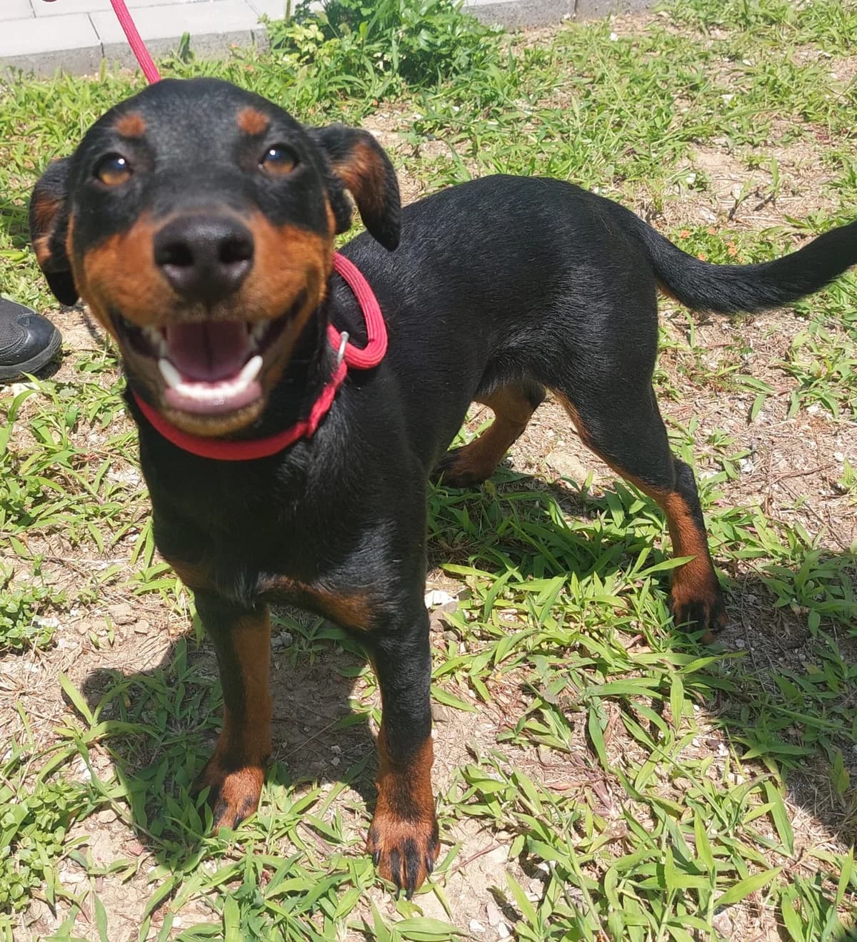 SREĆKO, male mixed breed for adoption at Azil grada Bara