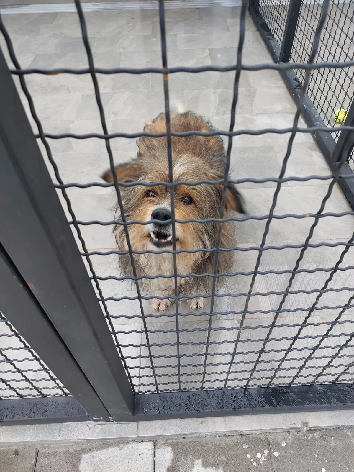 ČUPO, inherit male 4yo mixed breed for adoption at Azil grada Bara, Куфин