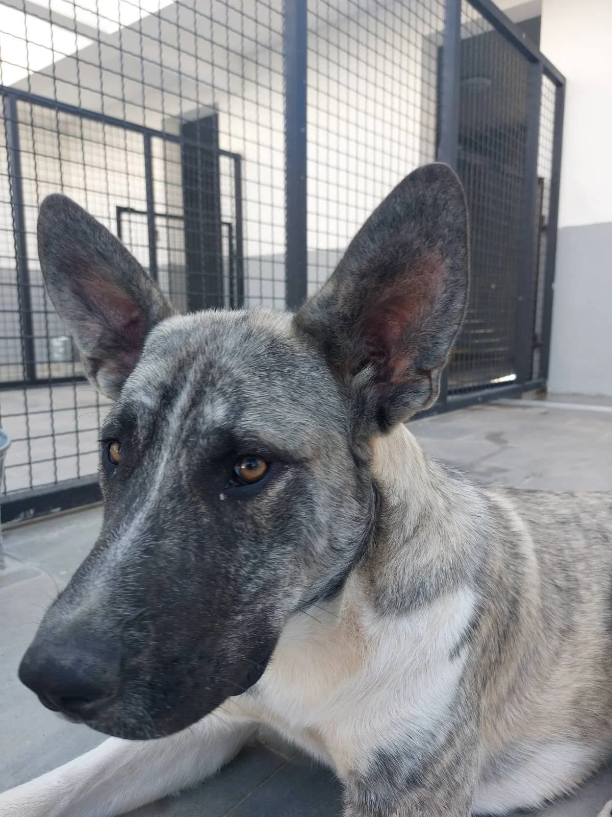 MANGE, inherit male young mixed breed for adoption at Azil grada Bara, Куфин