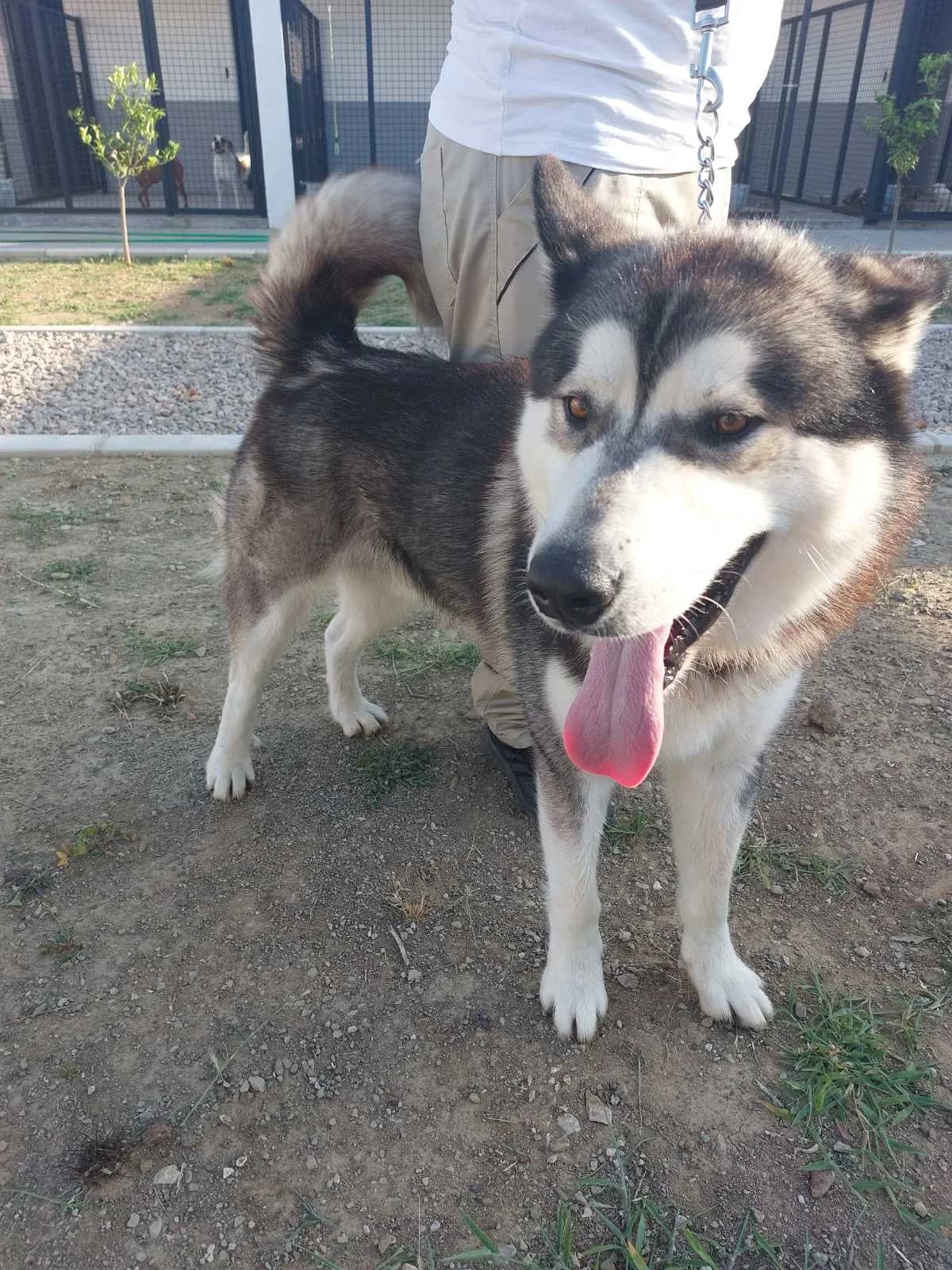 AKI, inherit male 4yo mixed breed for adoption at Azil grada Bara, Куфин