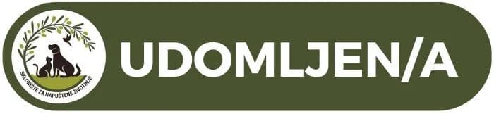 AKI, male mixed breed for adoption at Azil grada Bara — photo 2 of 2