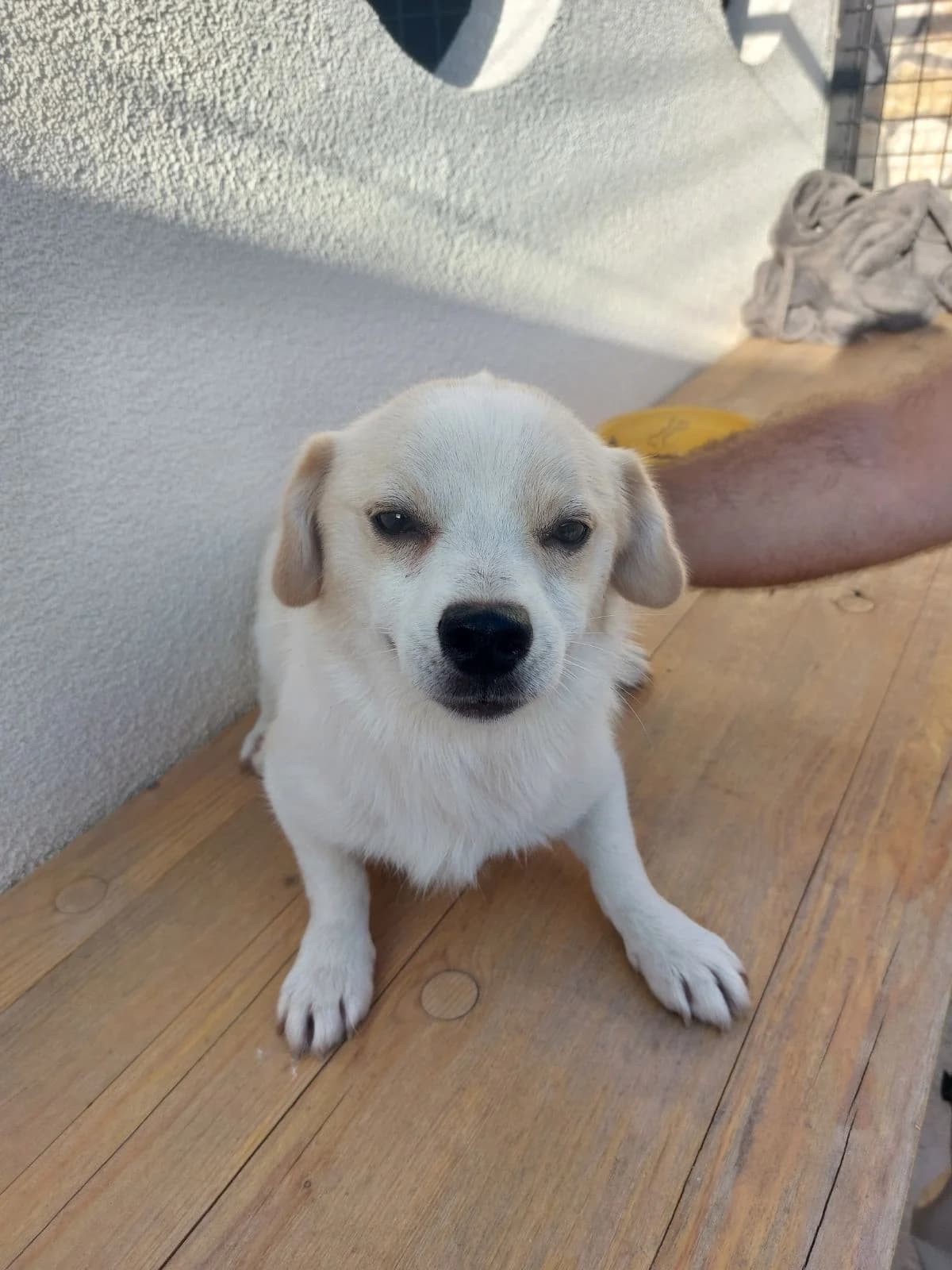 DŽO, inherit male 4yo mixed breed for adoption at Azil grada Bara, Куфин