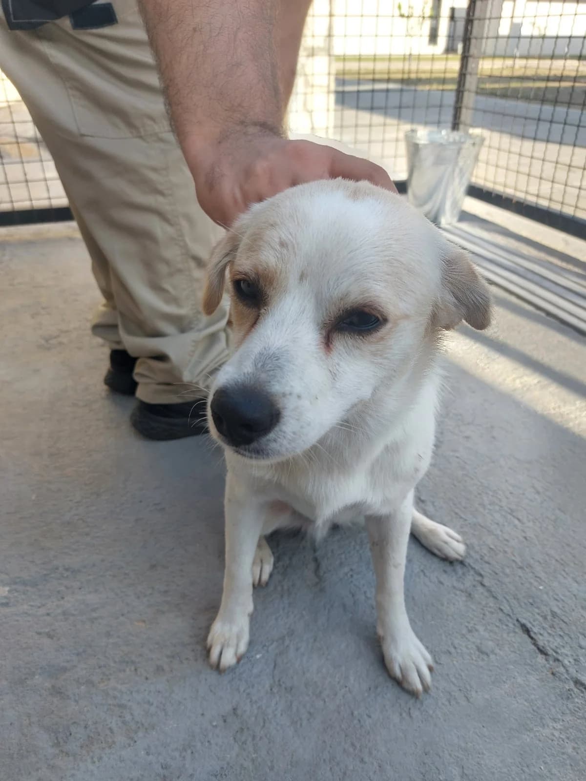 DŽEK, inherit male 4yo mixed breed for adoption at Azil grada Bara, Куфин
