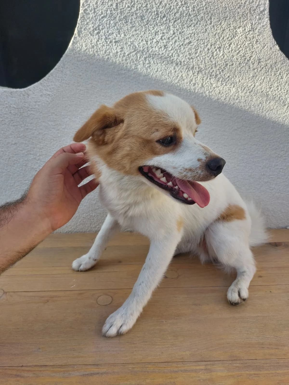 VILIAM, inherit male 4yo mixed breed for adoption at Azil grada Bara, Куфин