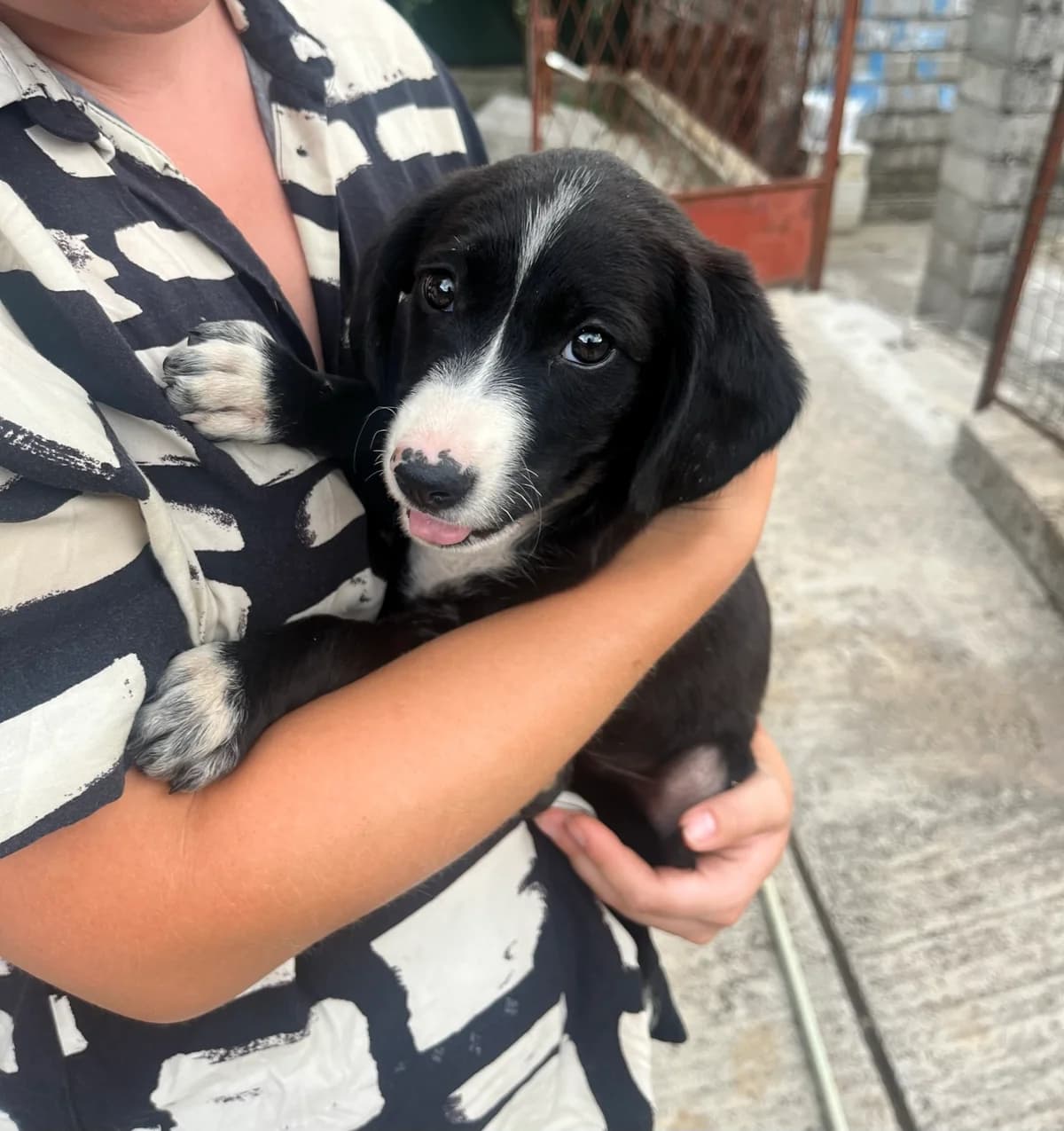 Una, inherit female puppy mixed breed for adoption at Azil grada Bara, Куфин
