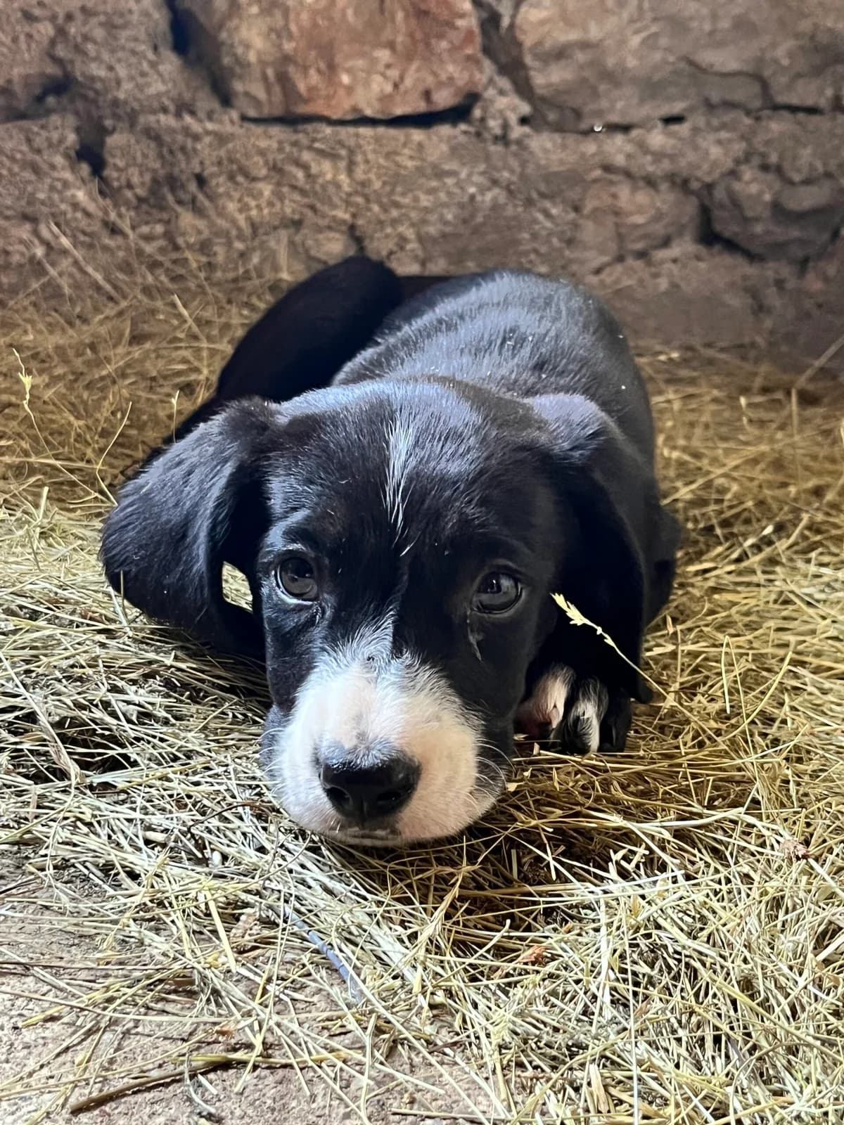 Maja, inherit female puppy mixed breed for adoption at Azil grada Bara, Куфин