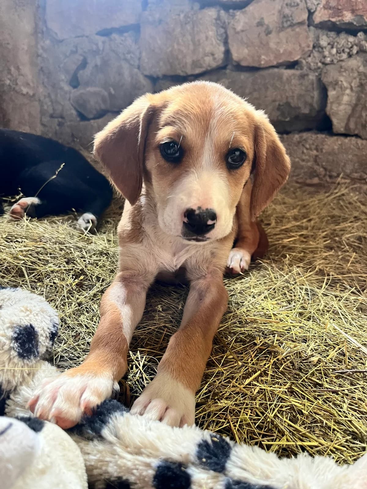 Bella, inherit female puppy mixed breed for adoption at Azil grada Bara, Куфин