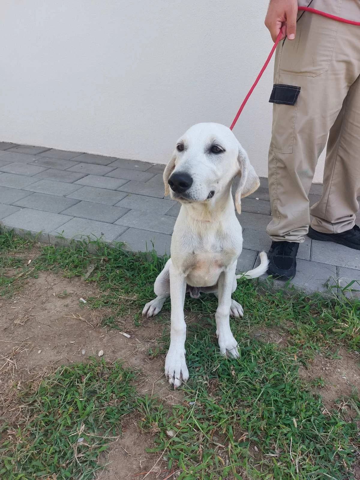 BELI, inherit male young mixed breed for adoption at Azil grada Bara, Куфин