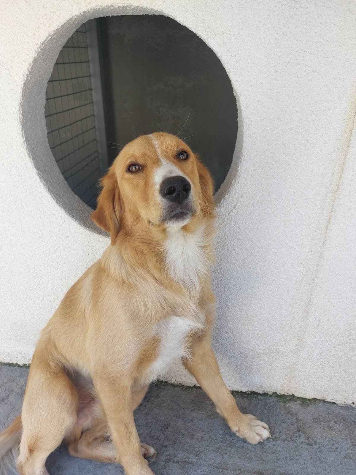 PACO, inherit male young mixed breed for adoption at Azil grada Bara, Куфин