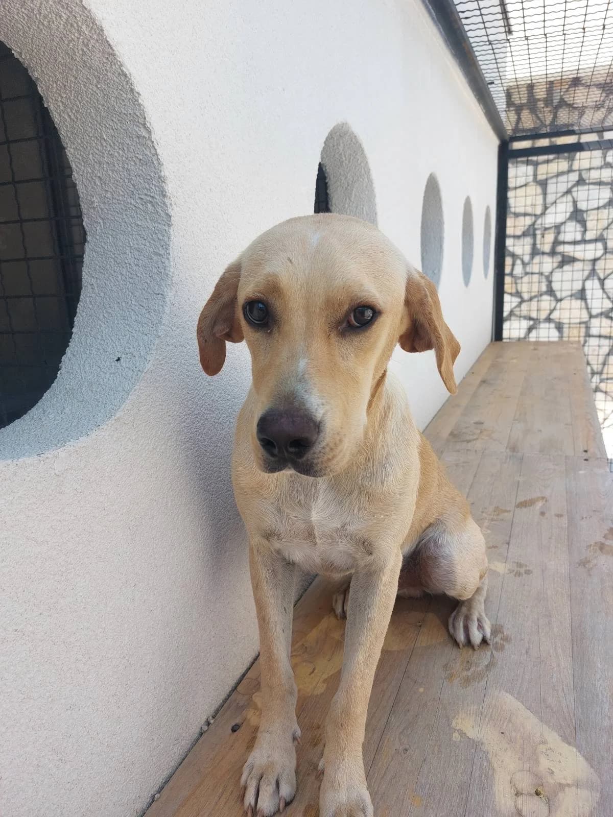 BOY, inherit male young mixed breed for adoption at Azil grada Bara, Куфин