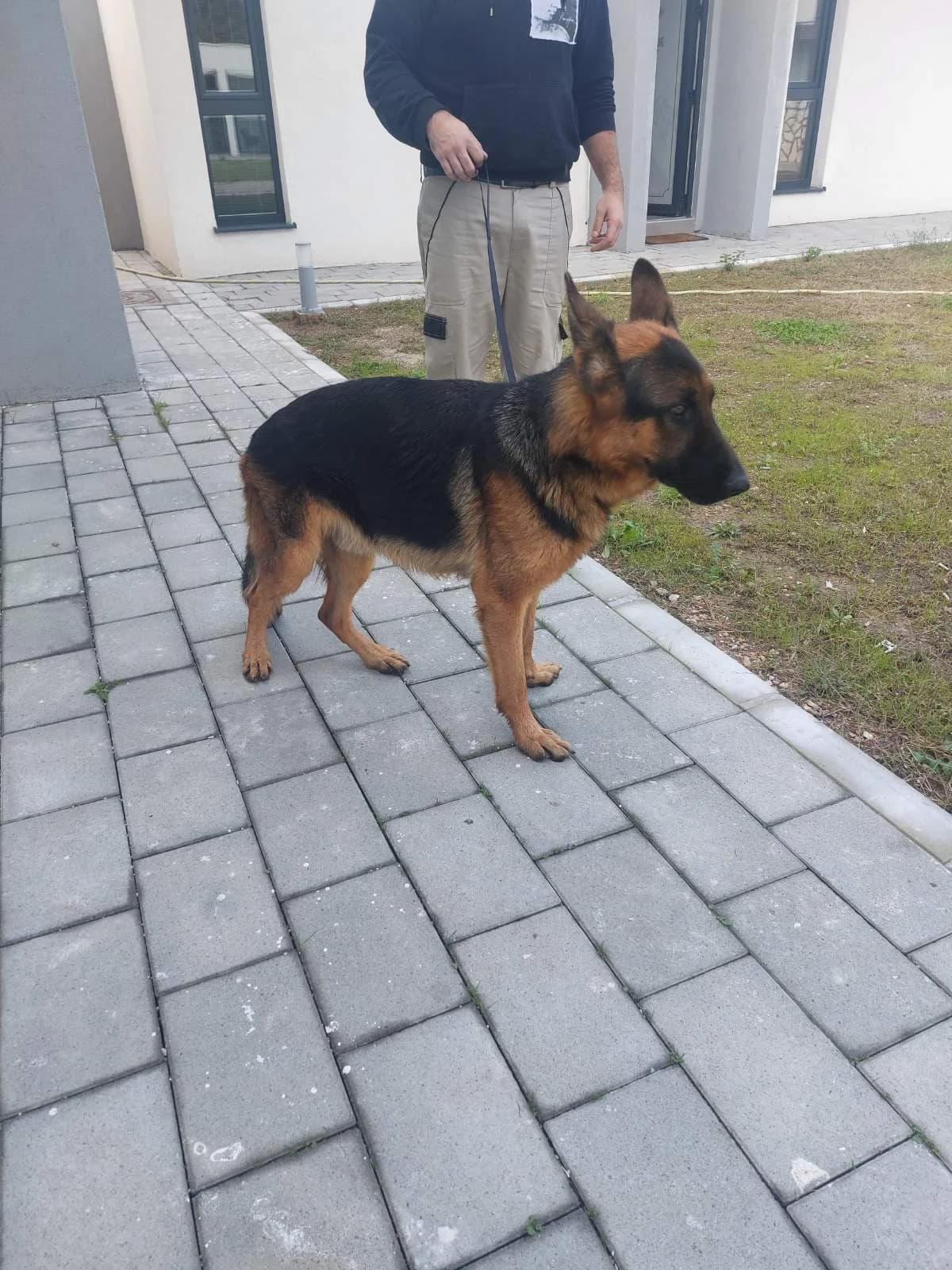 Max, male mixed breed for adoption at Azil grada Bara