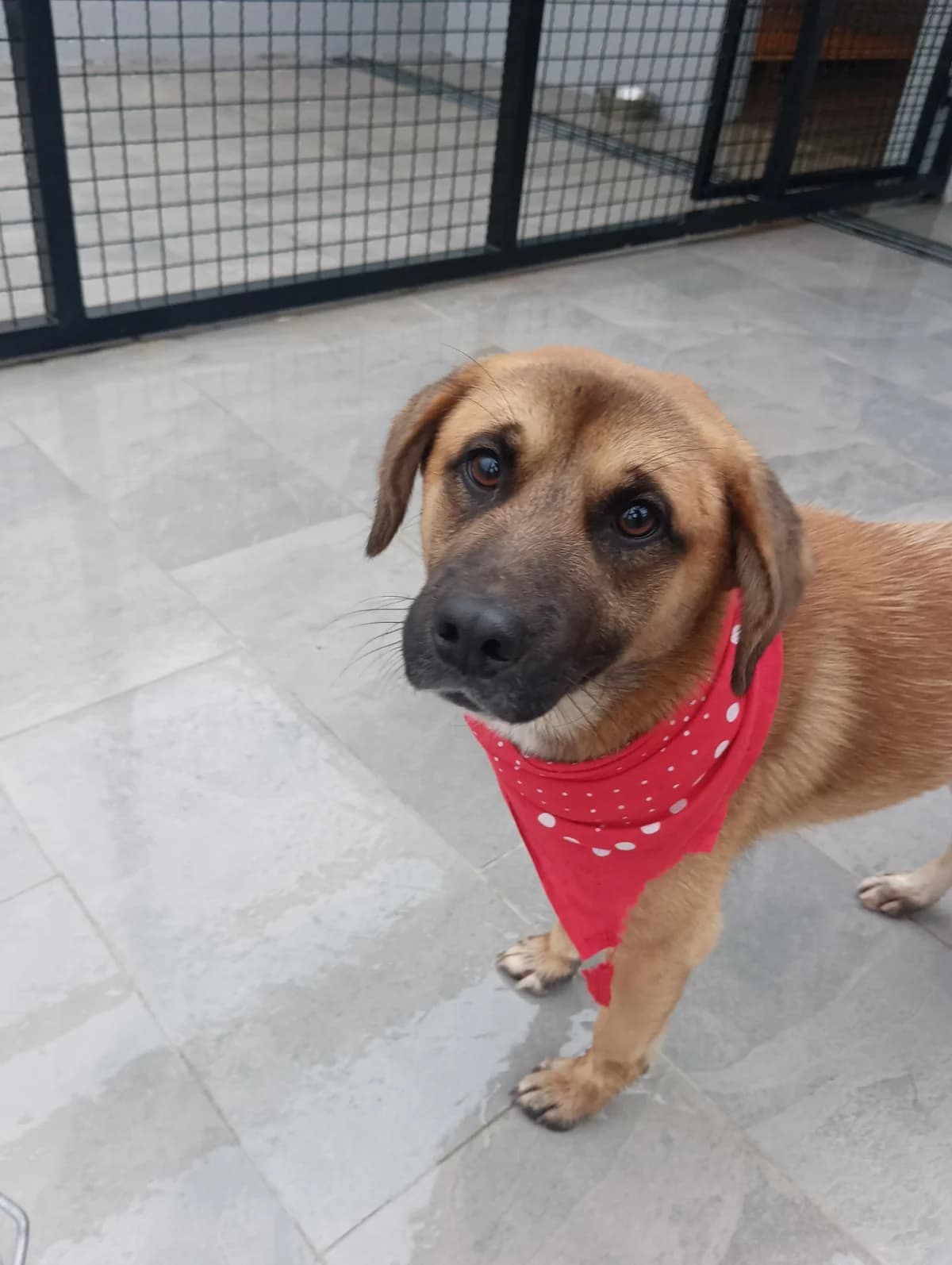Žule, inherit male young mixed breed for adoption at Azil grada Bara, Куфин