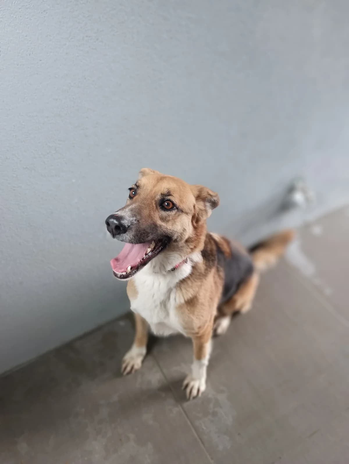 Vučka, female mixed breed for adoption at Azil grada Bara