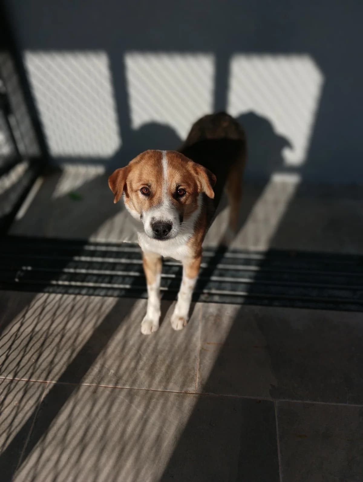 Kolor, inherit male 4yo mixed breed for adoption at Azil grada Bara, Куфин