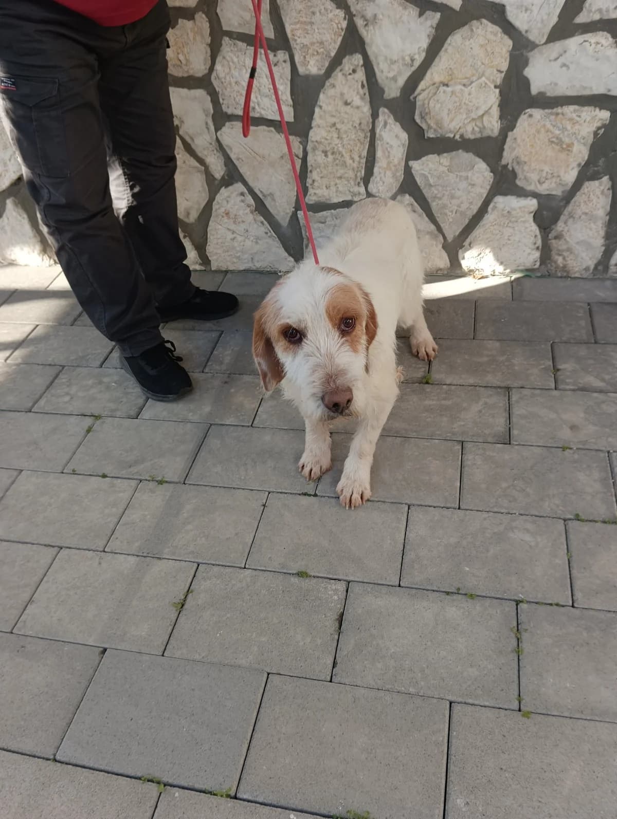 Brko, male mixed breed for adoption at Azil grada Bara