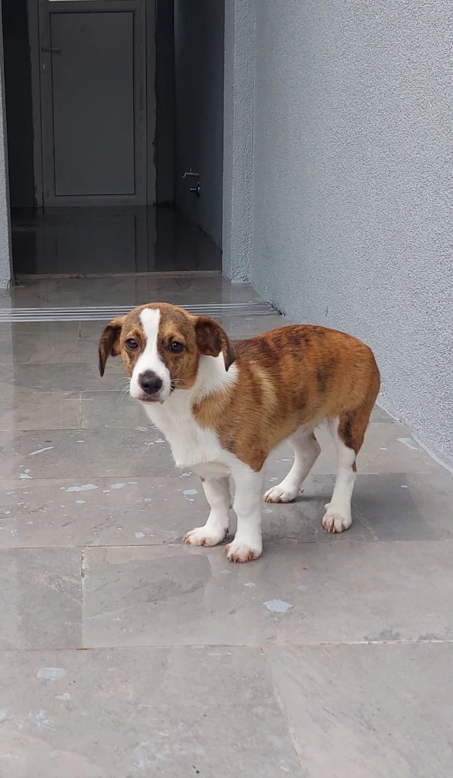 Koko, inherit male puppy mixed breed for adoption at Azil grada Bara, Куфин