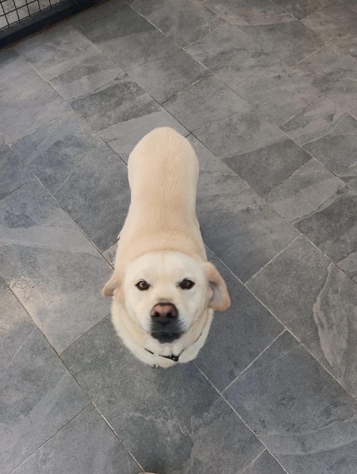 Beti, female 4yo Labrador Retriever for adoption at Azil grada Bara, Куфин