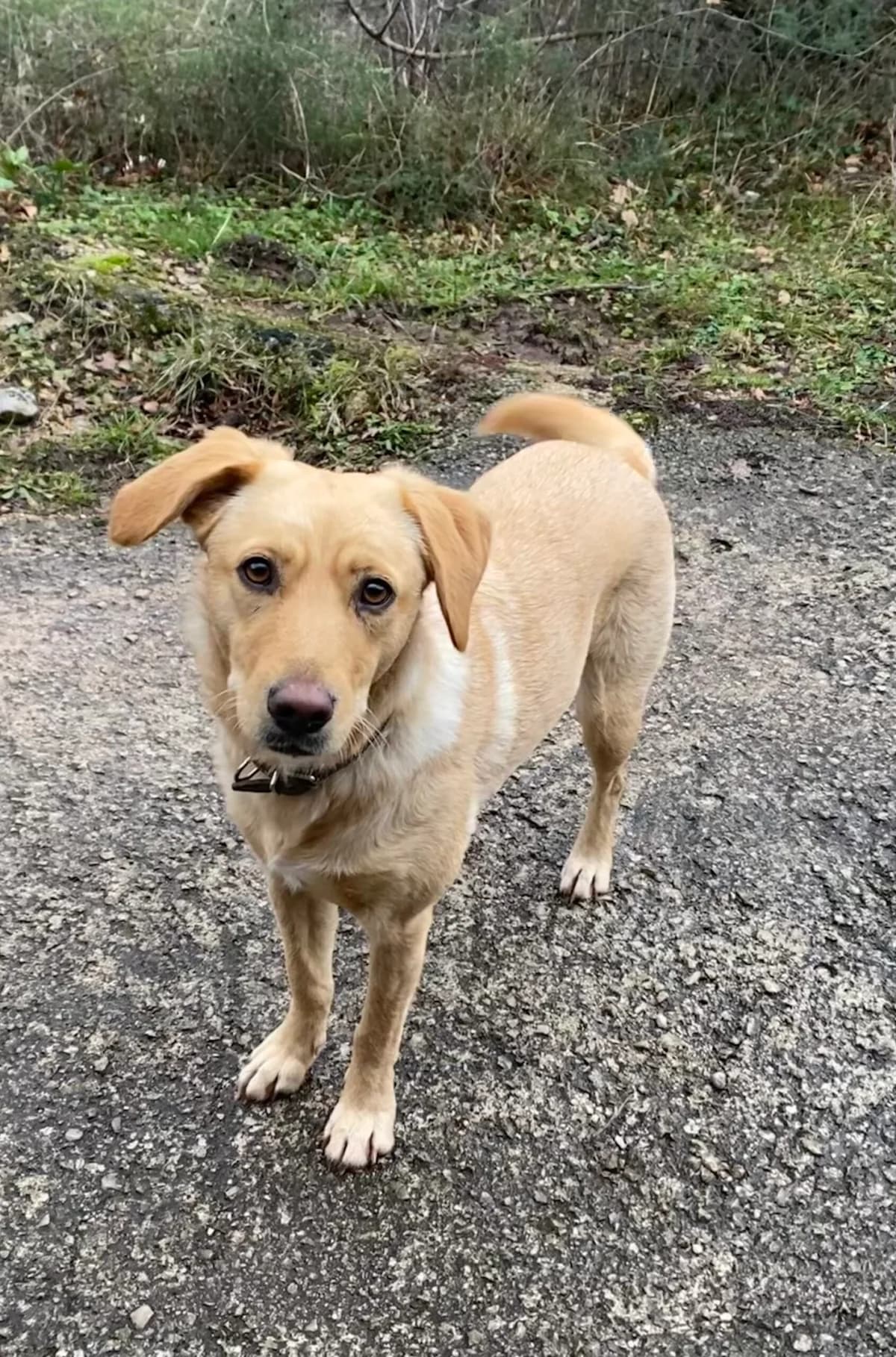 Kami, inherit female 3yo Mixed Breed for adoption at Azil grada Bara, Куфин