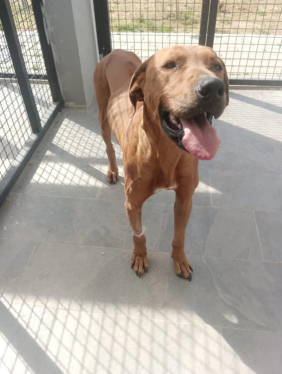 Riči, male 4yo Rhodesian Ridgeback for adoption at Azil grada Bara, Куфин