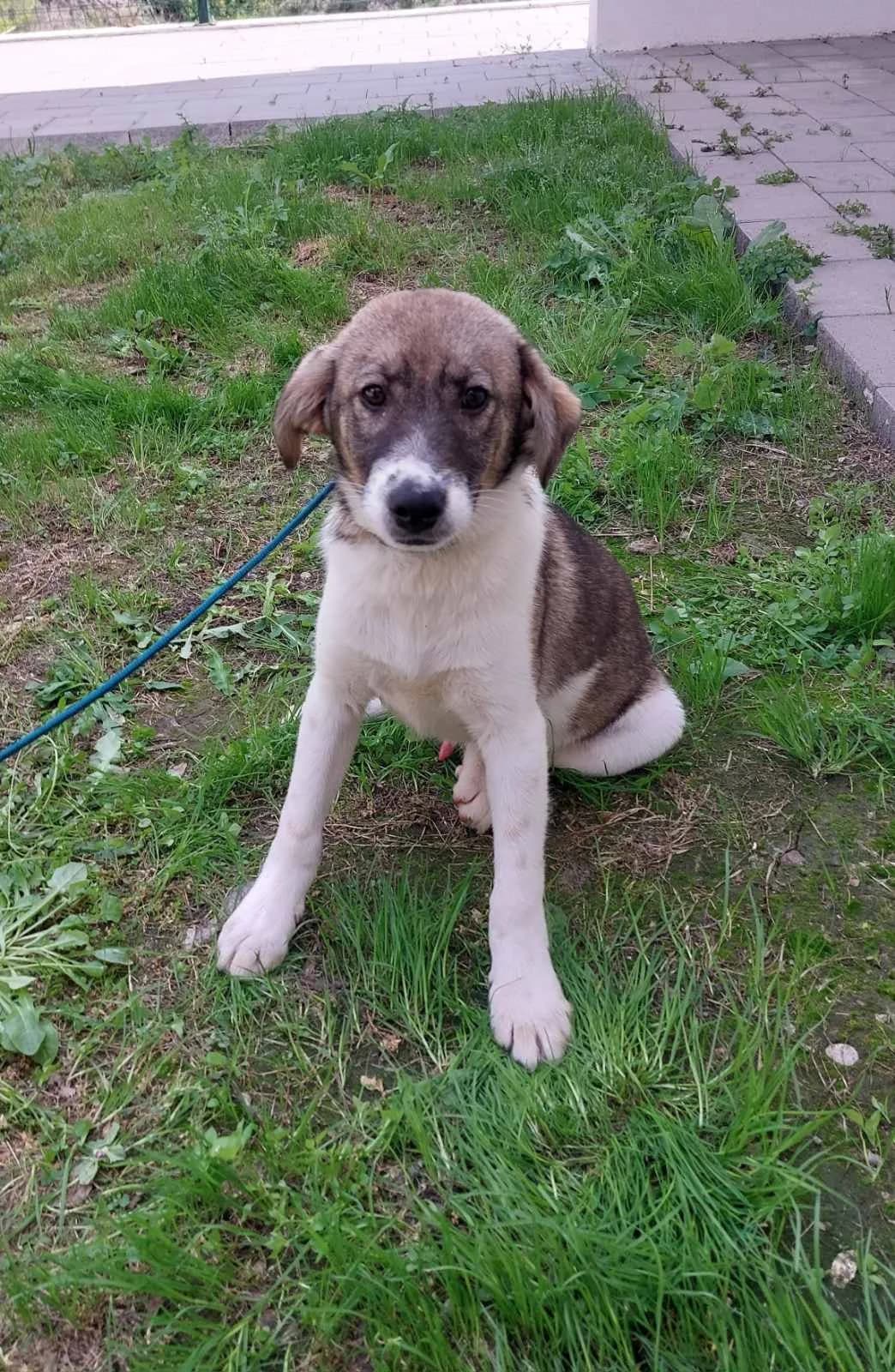 Medo, male puppy mixed breed for adoption at Azil grada Bara, Куфин